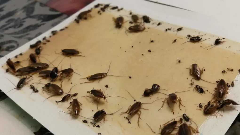 Les Dangers Cachés des Nuisibles dans la Maison