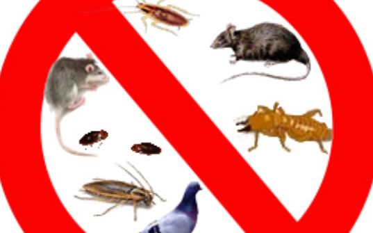Les Signes d'une Infestation Reconnaître les Nuisibles chez Soi